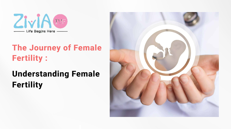 The Journey of Female Fertility Understanding Female Fertility